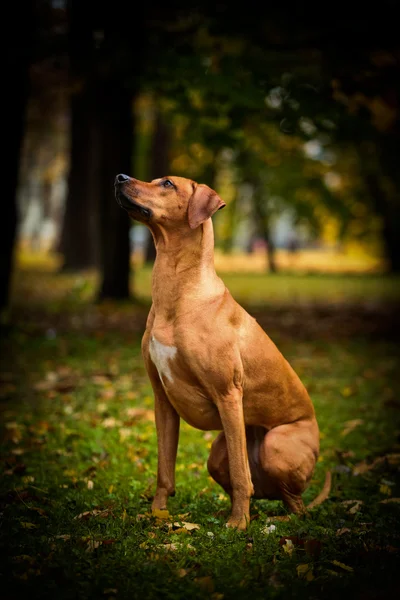 秋天的犬种罗得西亚脊背龙 — 图库照片