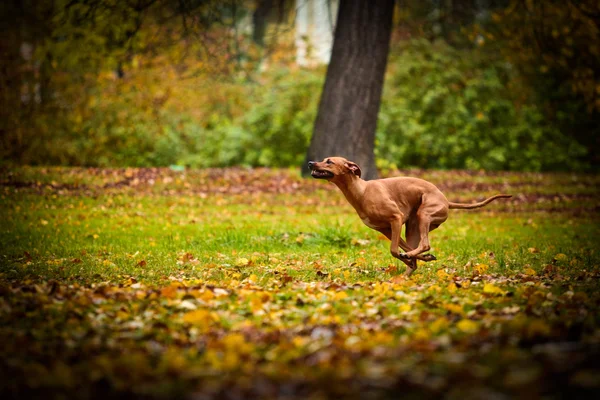 Hösten hund rasen Rhodesian Ridgeback — Stockfoto