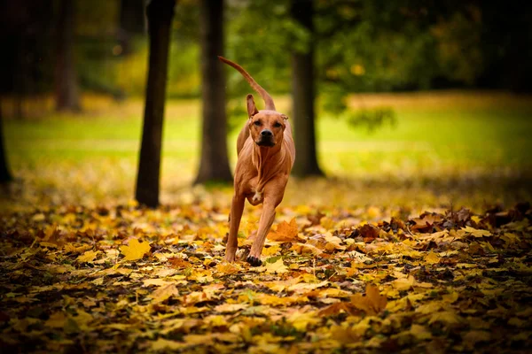 Otoño perro crianza Rhodesian Ridgeback — Foto de Stock