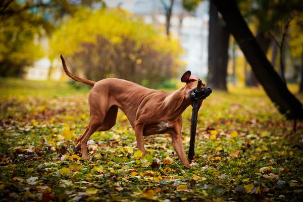 Autumn Dog breed Rhodesian Ridgeback — Stock Photo, Image