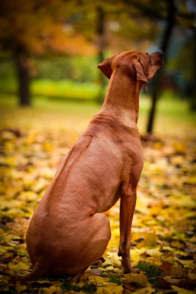 秋の犬ローデシアン ・ リッジバック — ストック写真