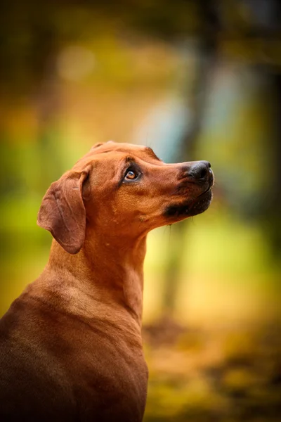 Autumn Dog breed Rhodesian Ridgeback — Stock Photo, Image