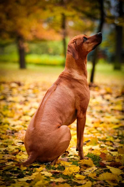 Autumn Dog breed Rhodesian Ridgeback — Stock Photo, Image