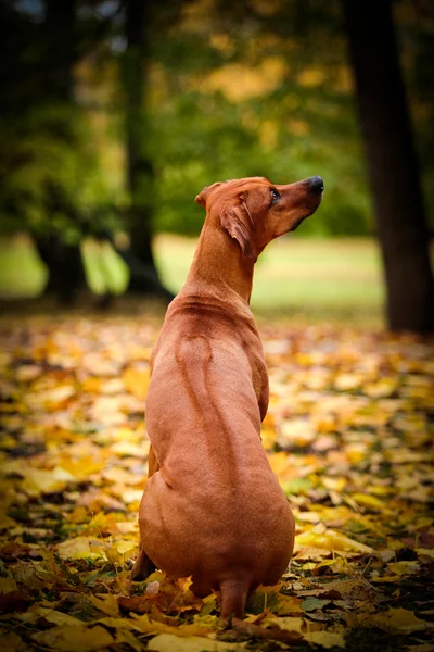 Herfst hondenras Rhodesian Ridgeback — Stockfoto