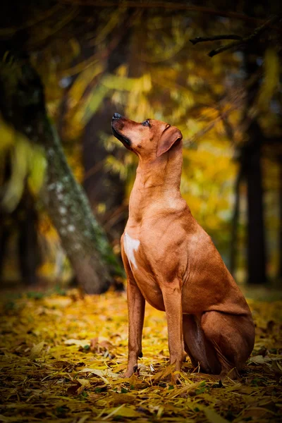 Осінь собака породи родезійськими ріджбек — стокове фото