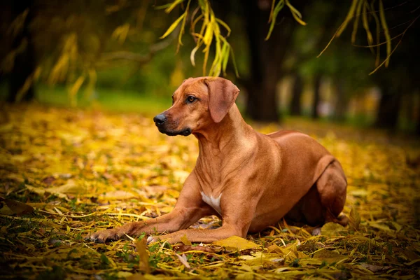 秋の犬ローデシアン ・ リッジバック — ストック写真