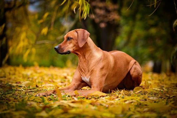 Outono cão raça Rhodesian Ridgeback — Fotografia de Stock