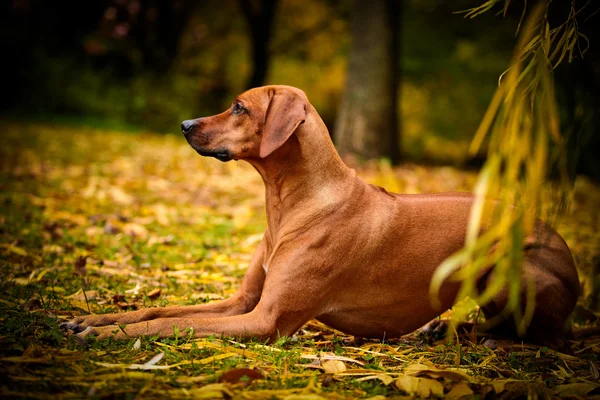 Herfst hondenras Rhodesian Ridgeback — Stockfoto