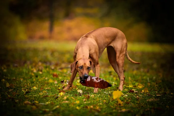 Hösten hund rasen Rhodesian Ridgeback — Stockfoto