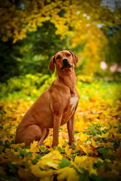 Autumn Dog breed Rhodesian Ridgeback — Stock Photo, Image