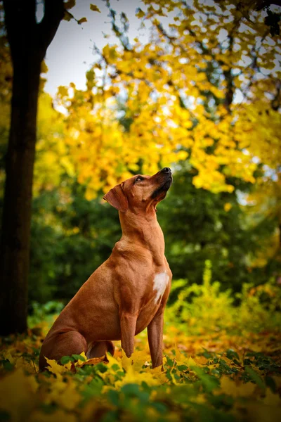 Hondenras rhodesian ridgeback — Stockfoto