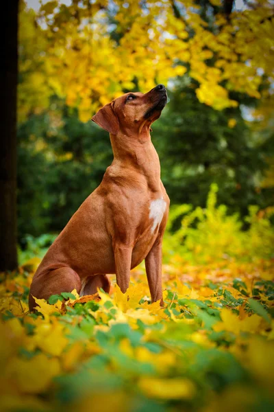 Hund rasen rhodesian ridgeback — Stockfoto