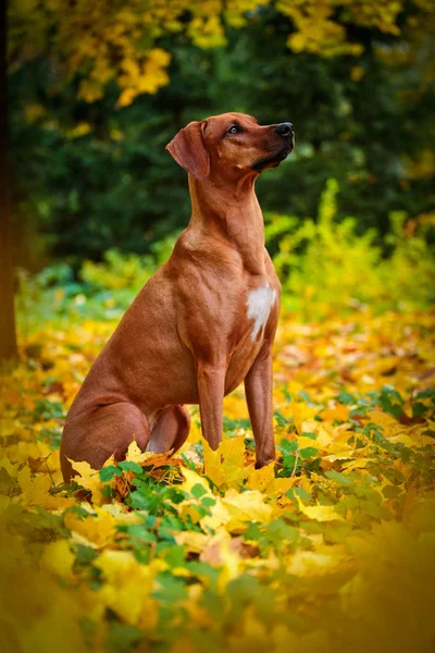 Raza de perro rhodesian ridgeback — Foto de Stock