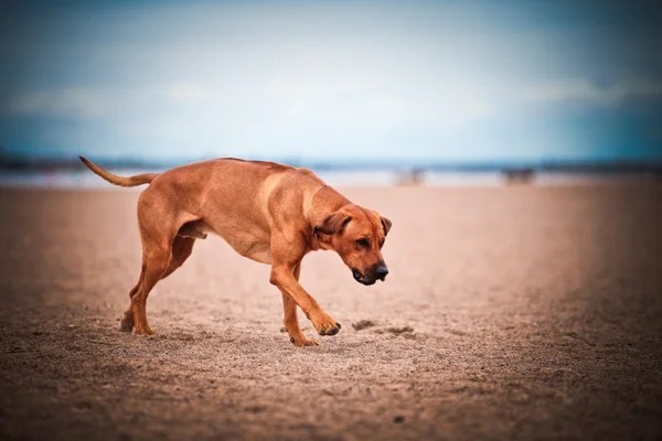 Hunderasse Rhodesian ridgeback — Stockfoto