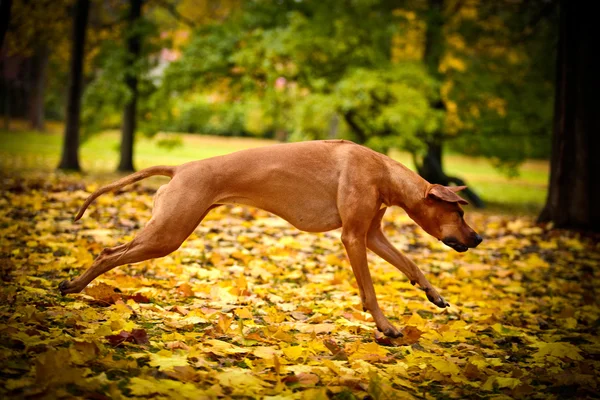 Hunderasse Rhodesian ridgeback — Stockfoto