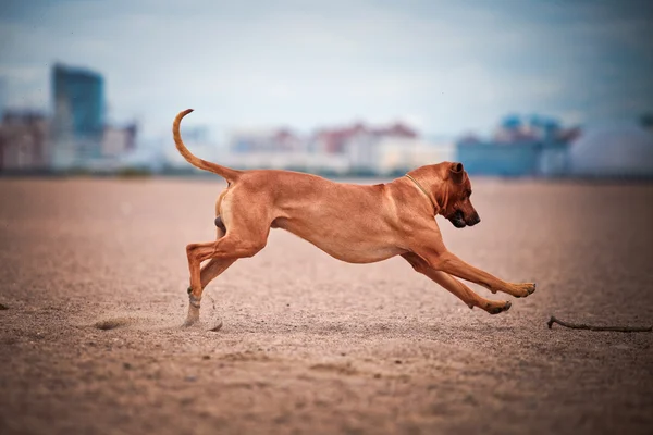 Race de chien rhodésie ridgeback — Photo