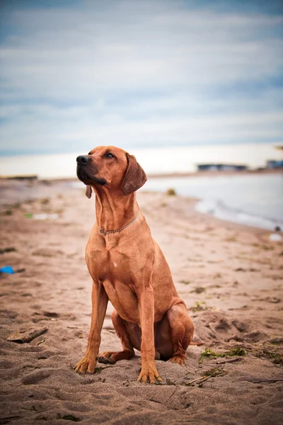 Pies rasy rhodesian ridgeback — Zdjęcie stockowe