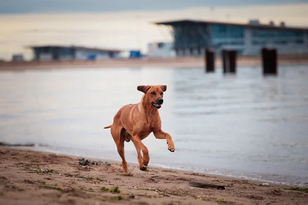 Cane razza rodesiana ridgeback — Foto Stock