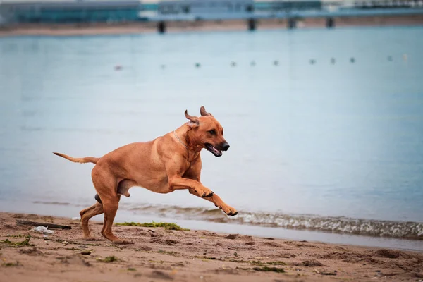 Cane razza rodesiana ridgeback — Foto Stock