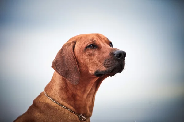 Pies rasy rhodesian ridgeback — Zdjęcie stockowe