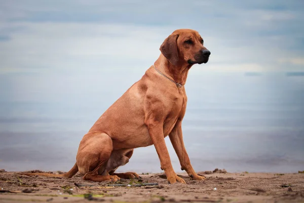 Kutya tenyészt rhodesian ridgeback — Stock Fotó