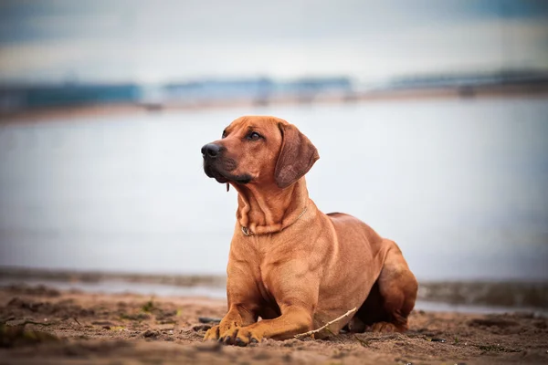 Собака породи родезійський хребет — стокове фото