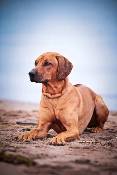 Kutya tenyészt rhodesian ridgeback — Stock Fotó