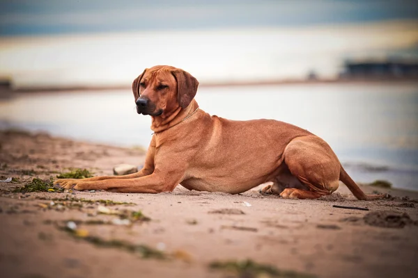 Köpek doğurmak Rodezya ridgeback — Stok fotoğraf