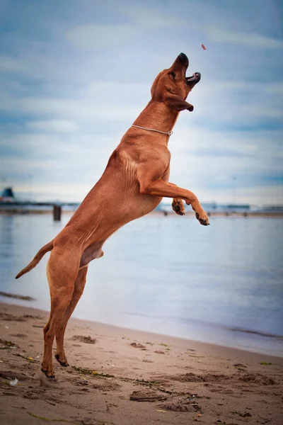 Raça cão rhodesian ridgeback — Fotografia de Stock