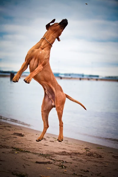 Pies rasy rhodesian ridgeback — Zdjęcie stockowe