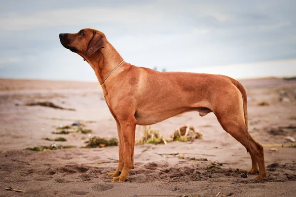 Raza de perro rhodesian ridgeback — Foto de Stock