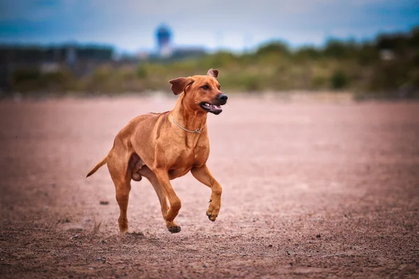 Pies rasy rhodesian ridgeback — Zdjęcie stockowe