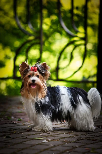 Biewer york hund på natur — Stockfoto