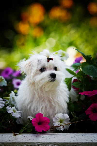 Biewer york dog auf der natur — Stockfoto