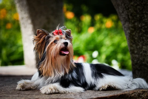 Biewer york dog on the nature — Stock Photo, Image