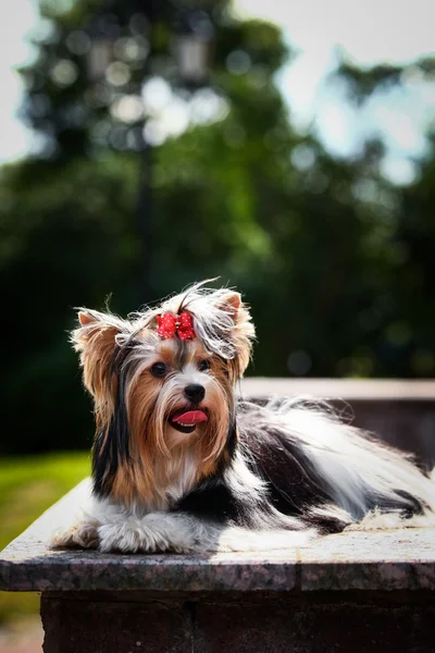 Biewer york hund på natur — Stockfoto