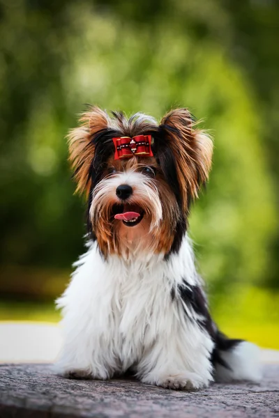 Biewer york pies o charakterze — Zdjęcie stockowe