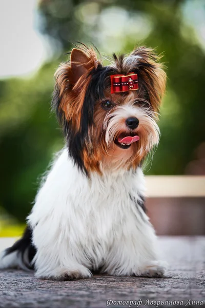 Biewer york dog on the nature — Stock Photo, Image