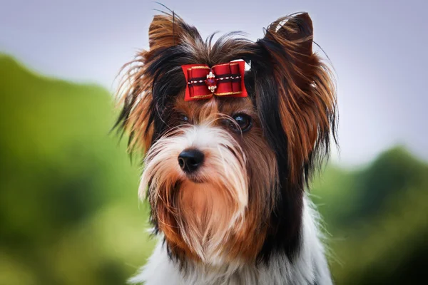 Biewer york hund på natur — Stockfoto