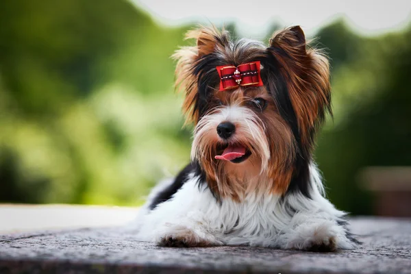 Biewer york pies o charakterze — Zdjęcie stockowe