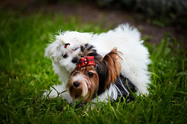 Biewer york hund på natur — Stockfoto