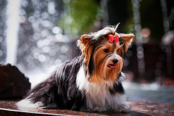 Biewer york hund på natur — Stockfoto