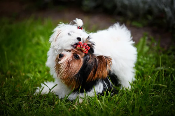 Biewer york hund på natur — Stockfoto