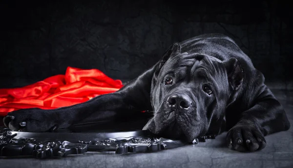 Male Vs Female Cane Corso: 10 Key Differences Between Them