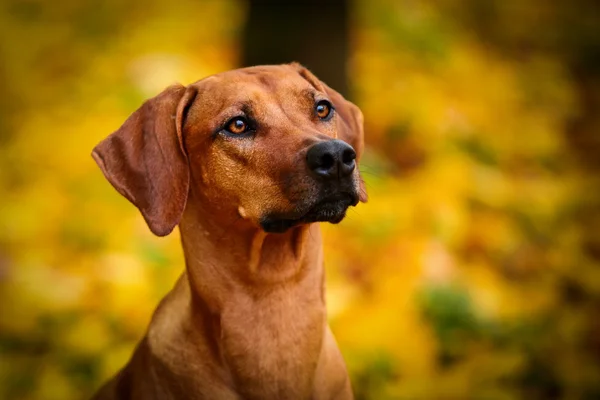 indonesian ridgeback dog