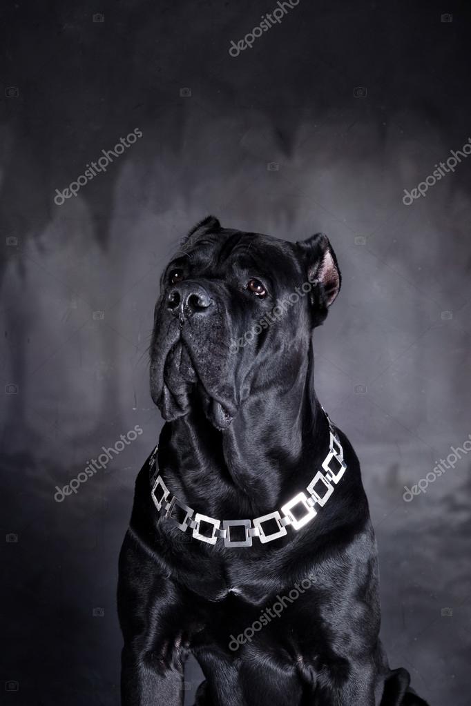 Chien Race Italienne Cane Corso Photographie Averyanova