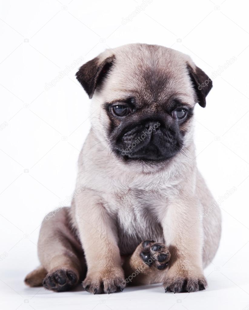 Pug puppy dog