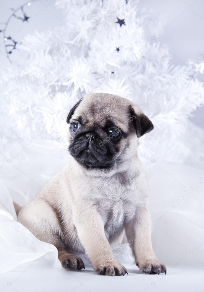 Pug puppy dog