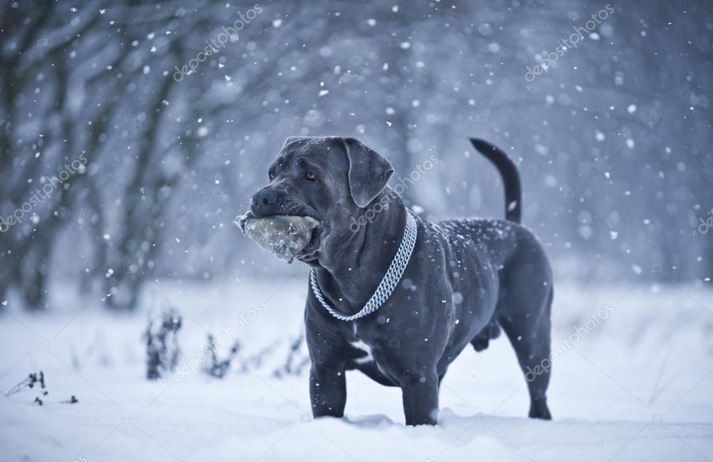 Cane Corso Dog Winter Walk Stock Photo Averyanova 54566599