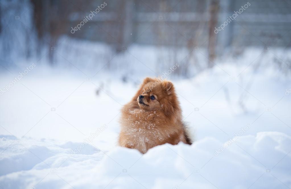 snow pomeranian